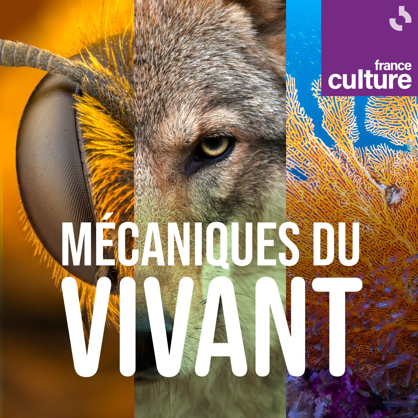 03.11_mecaniques-du-vivant